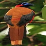 image of red_naped_trogon #11