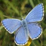 image of animal
