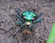 image of tiger_beetle