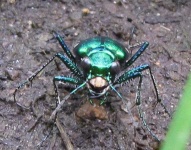 image of tiger_beetle #16