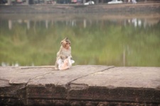 image of animal