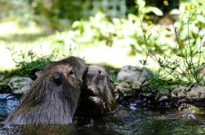 image of beaver