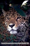 image of jaguar_car