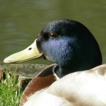 image of animal