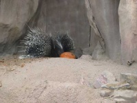 image of porcupine