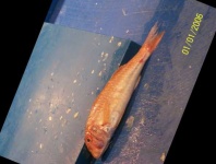 image of fish