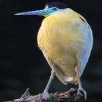 image of bird