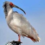 image of asian_crested_ibis #13