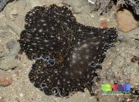 image of flatworm