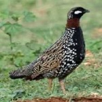 image of black_francolin #2