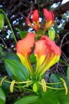 image of flower