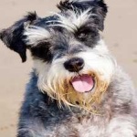 image of schnauzer #8