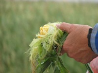 image of corn #22