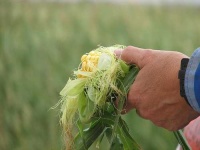 image of corn