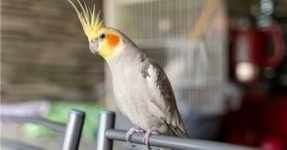 image of cockatiel