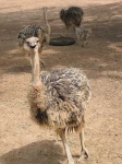 image of ostrich