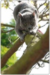 image of animal
