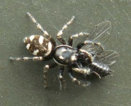 image of barn_spider