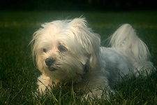 image of maltese_dog