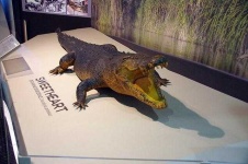image of crocodile