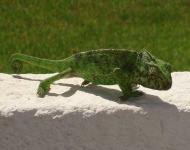 image of african_chameleon