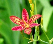 image of flower