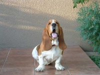 image of basset_hound #16