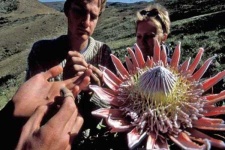 image of flower