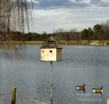 image of birdhouse
