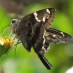 image of animal