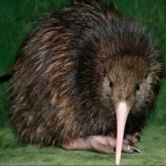 image of bird