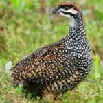 image of bird