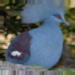 image of bird