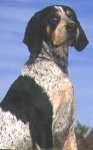 image of bluetick