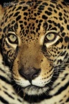 image of jaguar_car