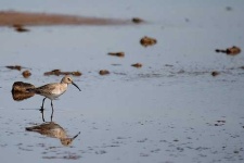 image of red_backed_sandpiper