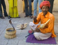 image of indian_cobra