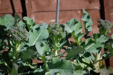 image of broccoli #12