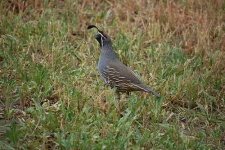 image of quail #31