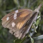 image of animal
