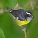 image of bananaquit #22