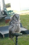 image of great_grey_owl