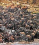 image of animal_migration