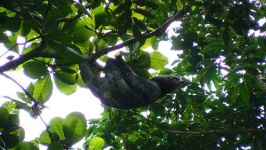 image of three_toed_sloth