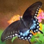 image of animal