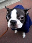 image of boston_bull