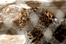 image of animal