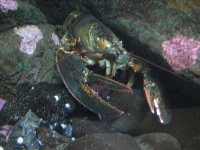 image of american_lobster #13