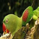 image of bird