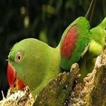 image of alexandrine_parakeet #1